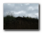 Click to enlarge this image